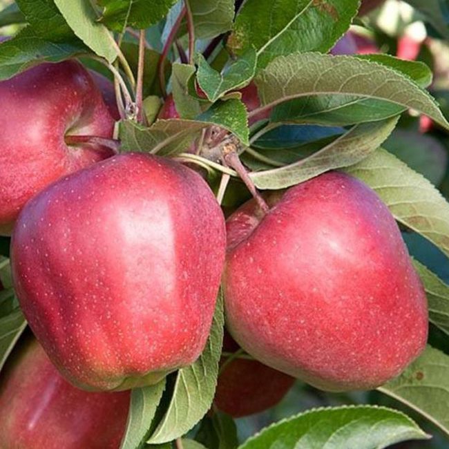 Jabloň ´Gloster´ zimná, podp. M26, kont. 5l