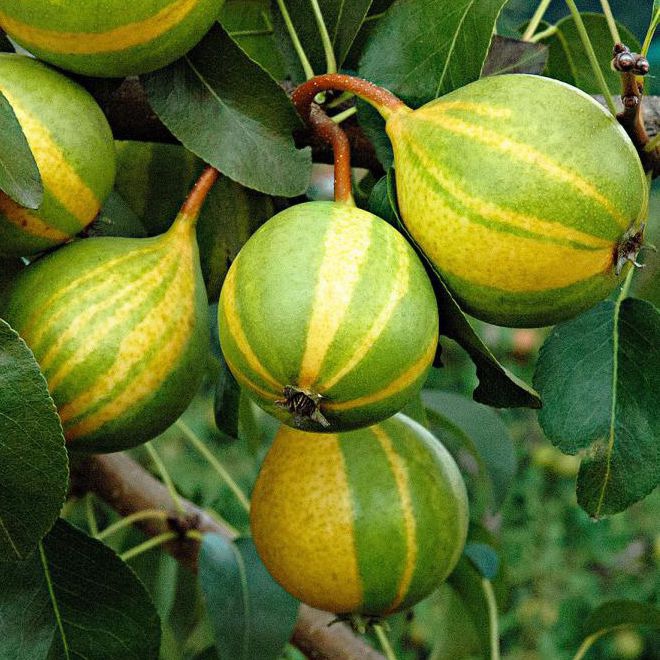 Hruška ´Schweizer Hose´ jesenná, podp. Dula, kont. 5l