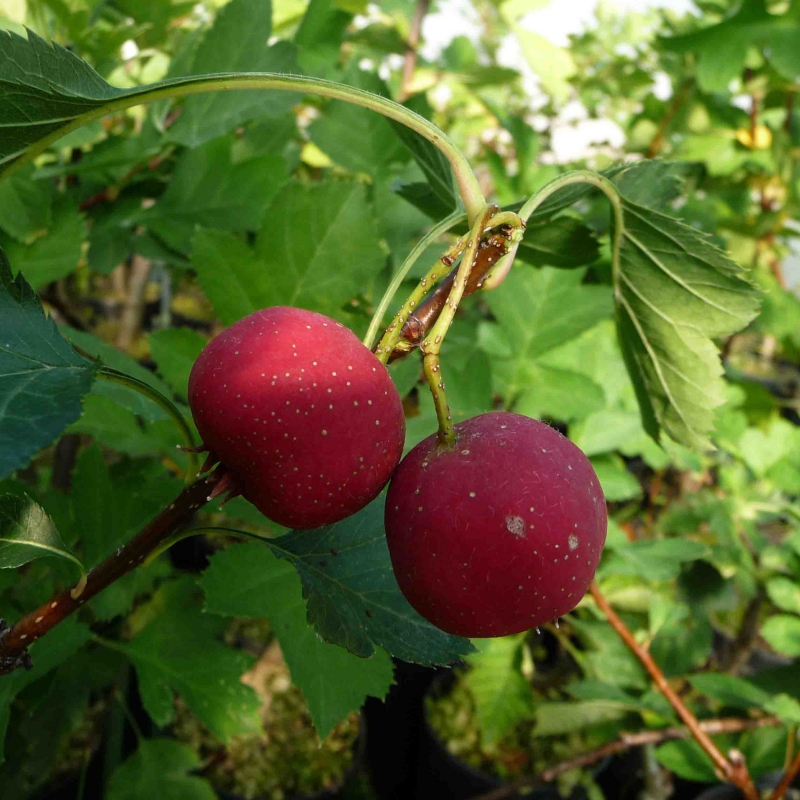 Oskoruša ´Jablková´, podp. Oskoruša semenáč, voľnok.