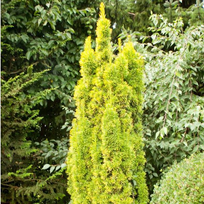 Tis obyčajný ´David´