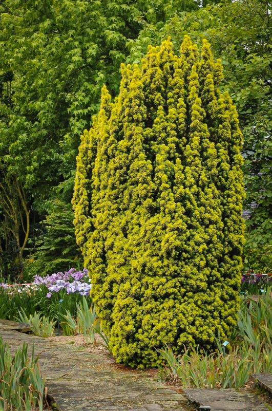 Tis obyčajný ´David´