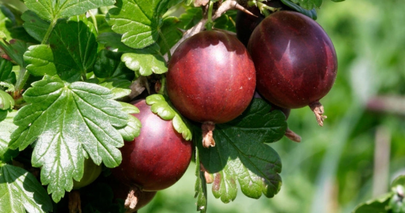 Egreš ´Hinnonmaki Rot´ stromčekový, kont. 2l