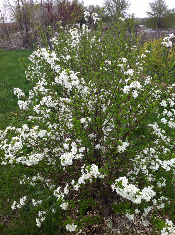 Višňa kríková ´Carmine Jewell´