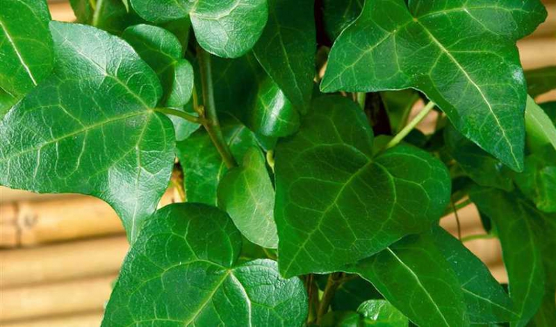 Brečtan popínavý ´Mein Hertz´