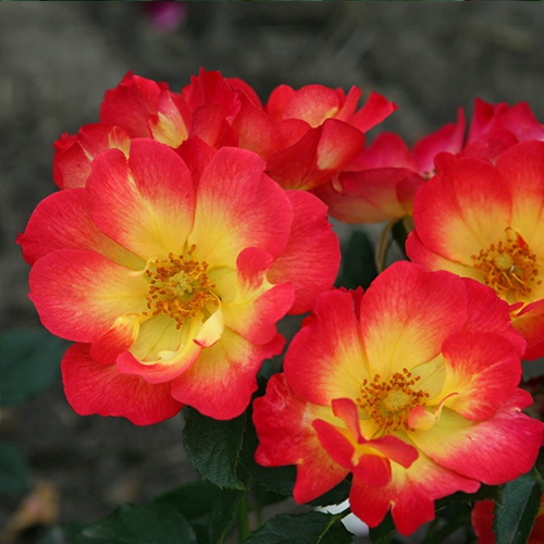 Ruža ´Summer of Love´