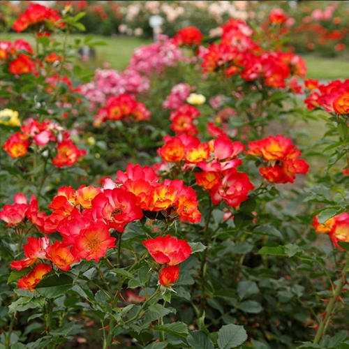 Ruža ´Summer of Love´