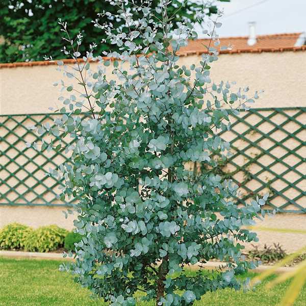 Eukalyptus ´Gunni´