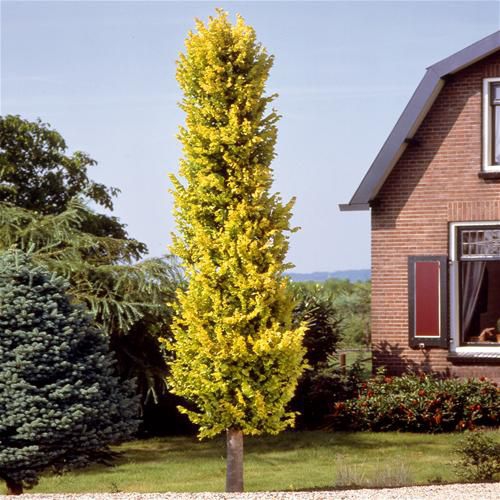 Brest holandský ´Wredei´