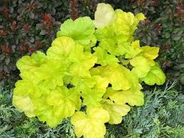 Heuchera ´World Caffe Romano´