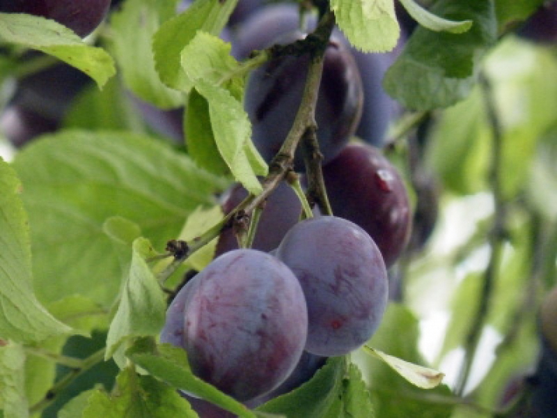 Slivka stĺpová ´Fruca´, podp. Myrobalán, kont. 5l