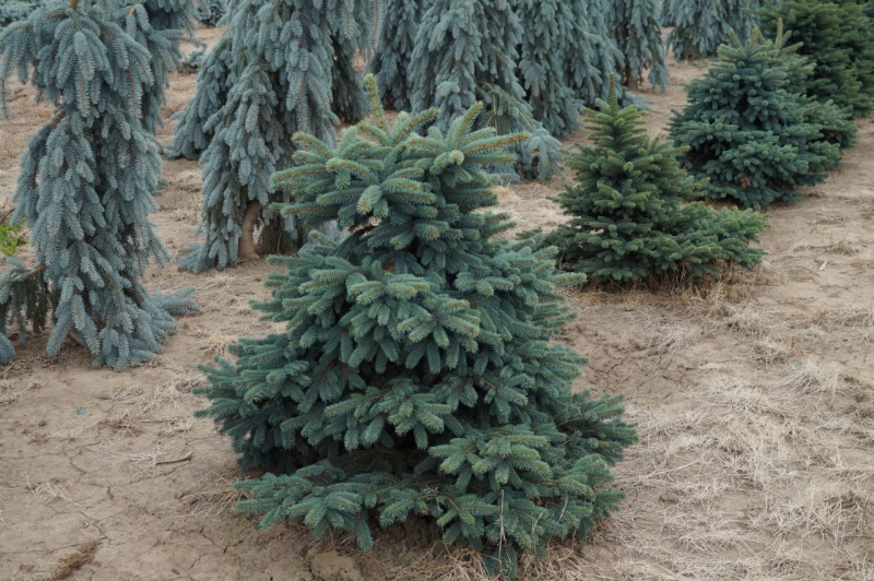 Smrek pichľavý ´Waldbrunn´