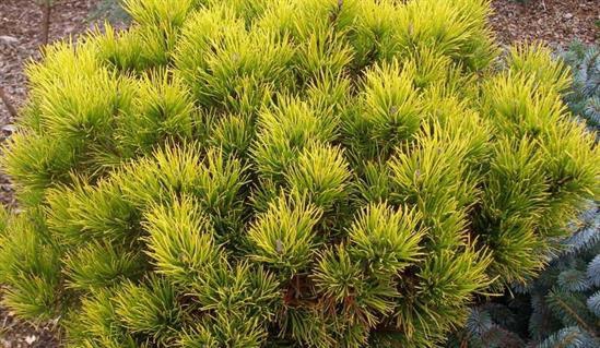 Borovica horská ´Carsten´s Wintergold´