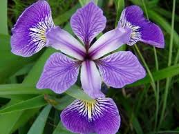 Kosatec Versicolor ´Gerald Darby´