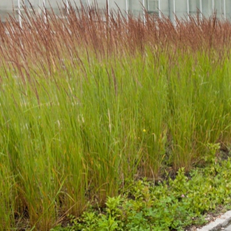 Smlz ostrokvetý ´Karl Foerster´ 9x9