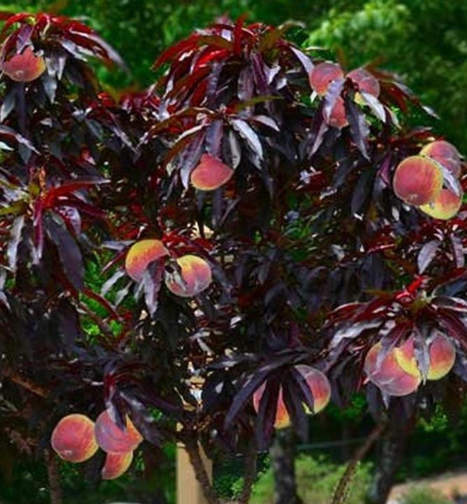 Broskyňa zakrslá Mini ´HONEY RED´, podp. Semenáč, voľnok.