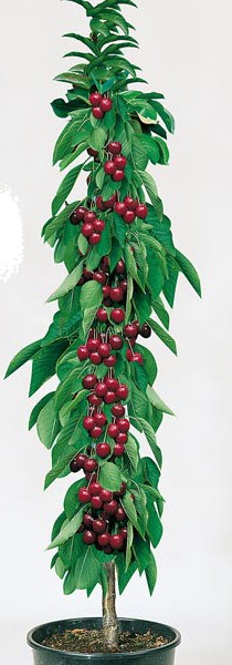 Višňa stĺpovitá ´Tmavá´