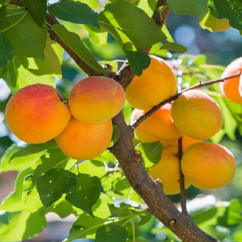 Marhuľa ´Harcot´ poloskorá, podp. Myrobalán, voľnok.