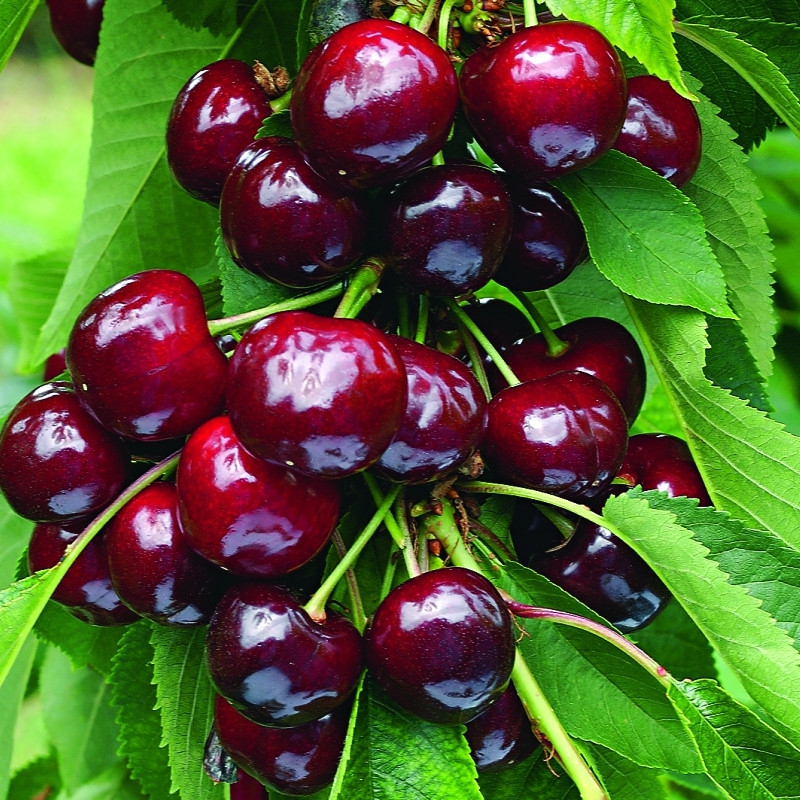 Čerešňa ´Tamara´ Stĺpovitá zakrpatená neskorá