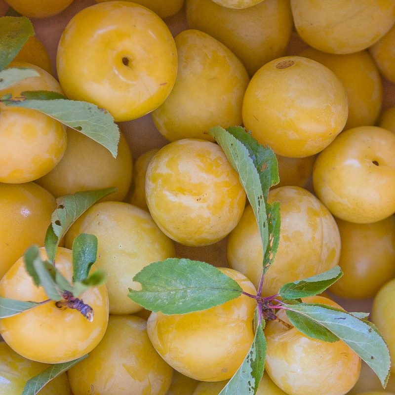 Slivka japonská ´Shiro´ 5l