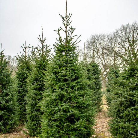 Smrek pančičov (Omorika) 100/125 cm