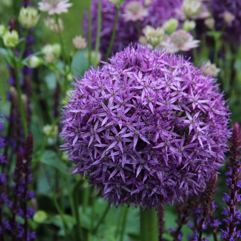 Cesnak okrasný ´Globemaster´ 1ks