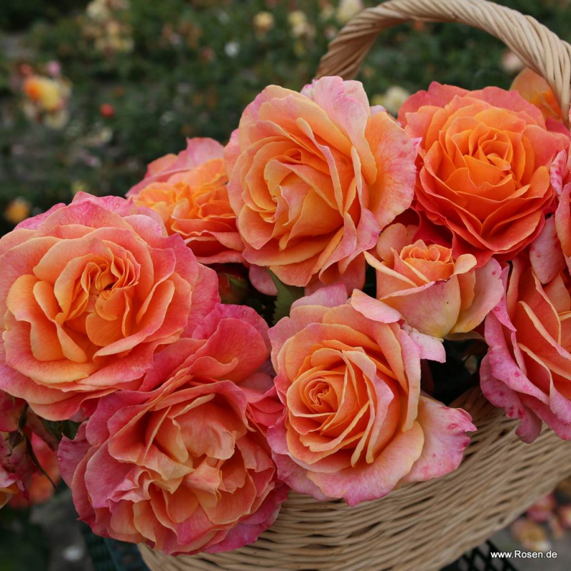 Ruža ´Better Times´