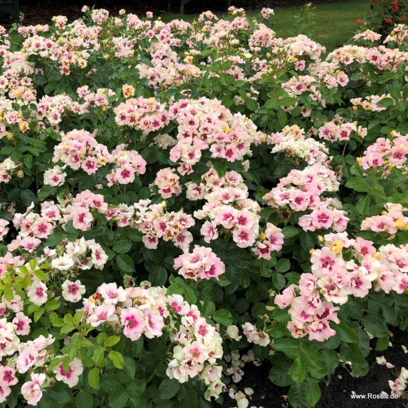 Ruža ´SEE YOU in Purple´