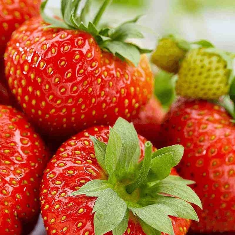 Jahoda ´Aromas´ stálorodiaca odroda