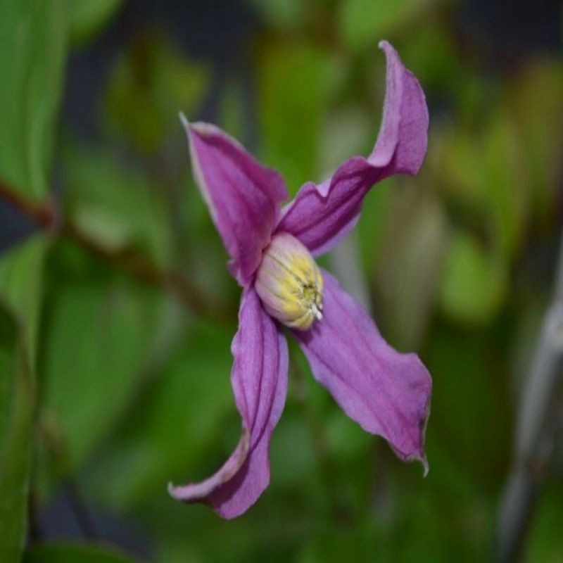 Plamienok ´Hanajima´