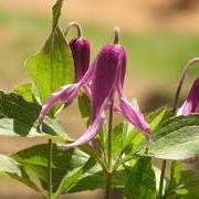 Plamienok ´Hanajima´