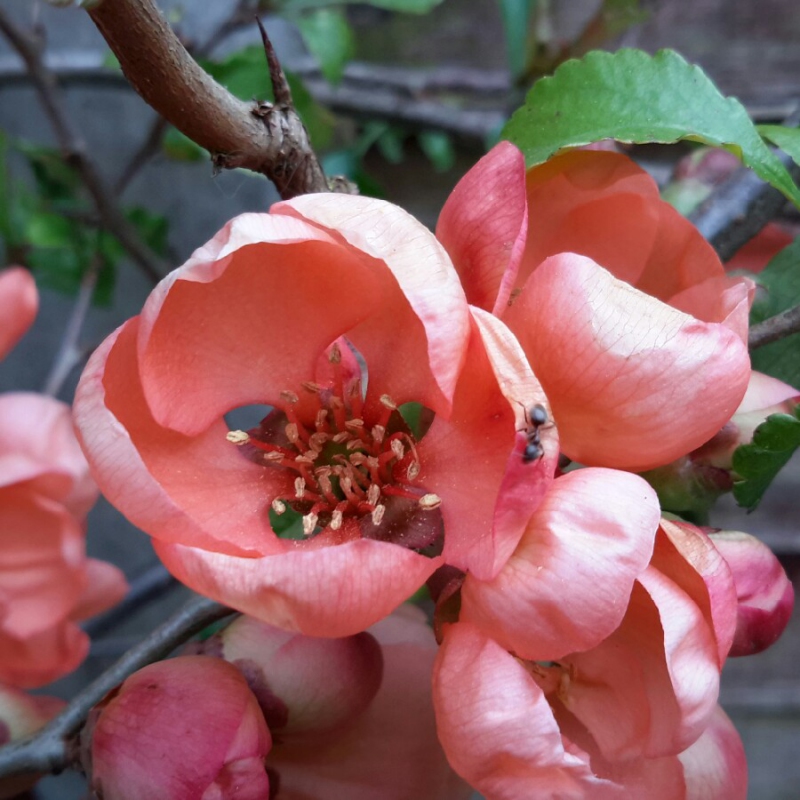 Dulovec japonský ´Sargentii´