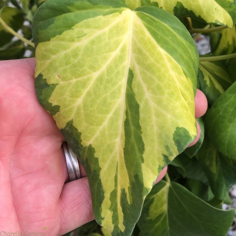 Brečtan kaukazský ´Sulphur Heart´