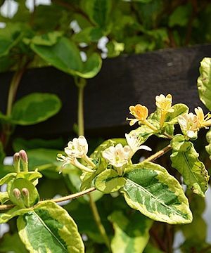 Zemolez japonský ´Kogel-Mogel ´