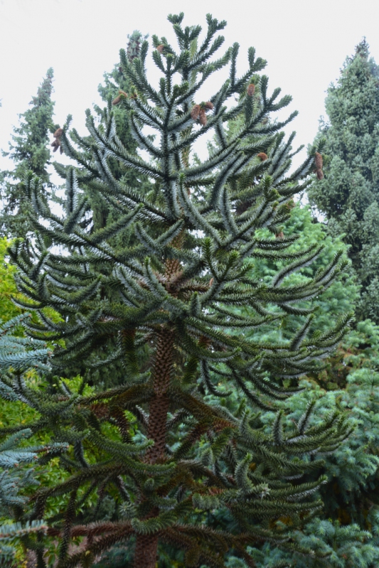 Araukária andská 40/50cm