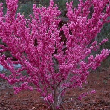 Judášovec čínsky ´Avondale´