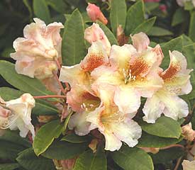 Rododendrón ´Bernstein´