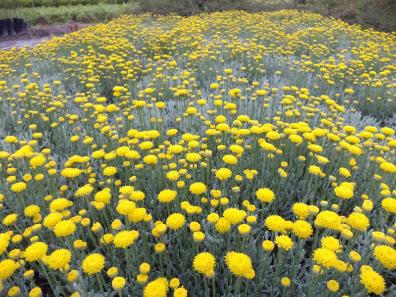 Santolina - Svätolína cyprusovitá