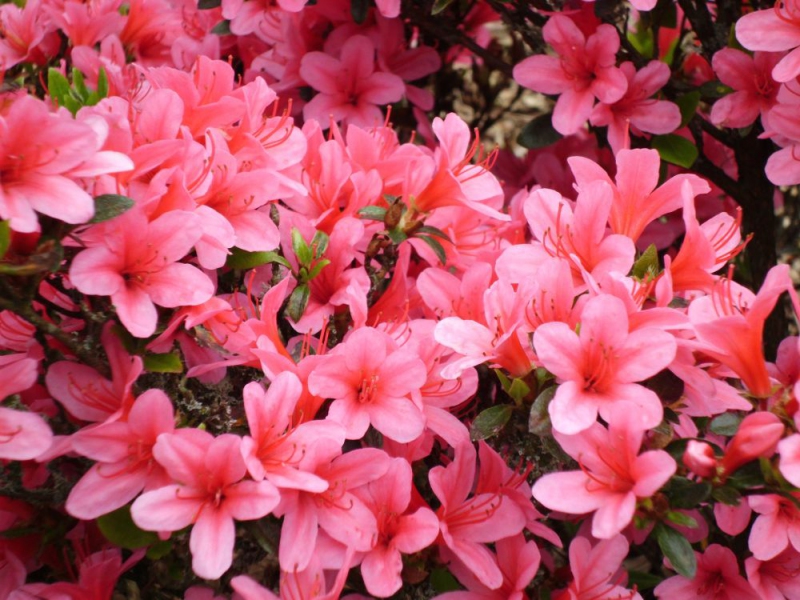 Azalka japonská ´Van Hecke´