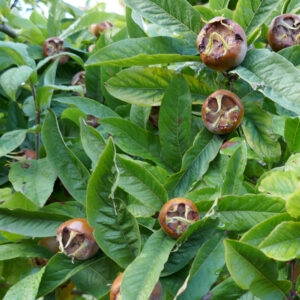 Mišpuľa ´Nottingham´, podp. Dula, voľnok.