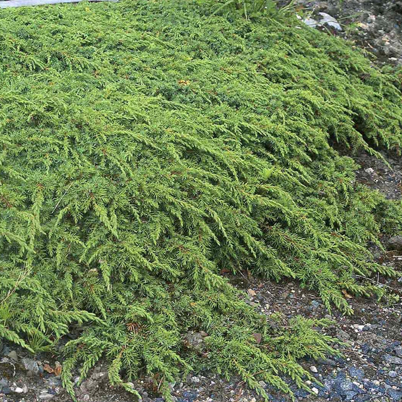 Borievka obyčajná ´Green Carpet´