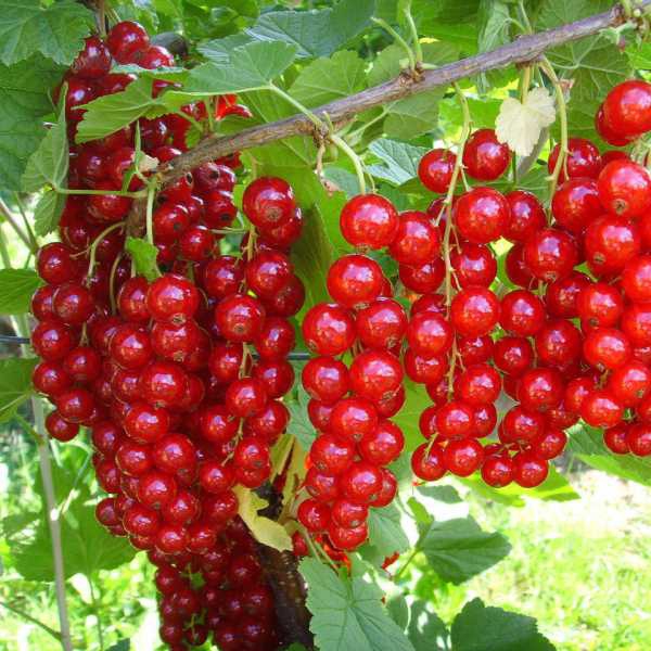 Ríbezľa červená ´Detvan´ stromčeková, kont. 2l