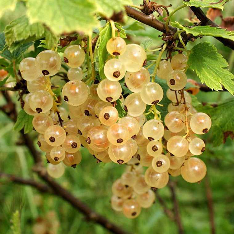 Ríbezľa biela ´Primus´ KER