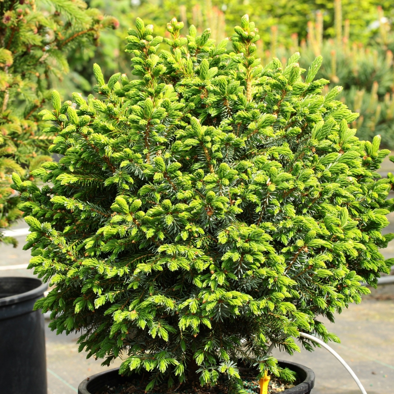 Smrek balkánsky ´Nana´