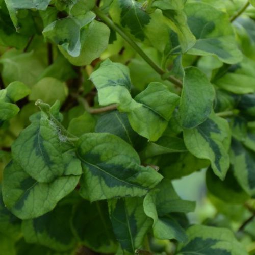 Zemolez japonský ´Kogel-Mogel ´