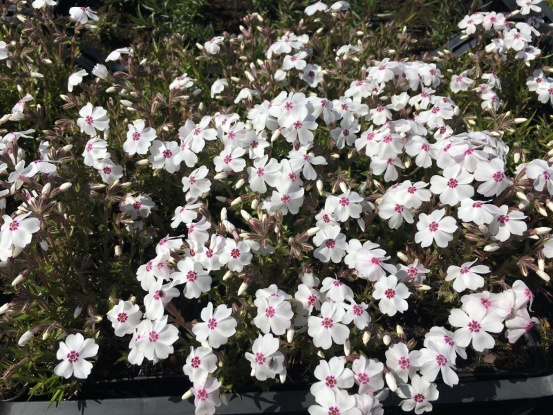 Flox šidlolistý ´Amazing Grace White with Eye´