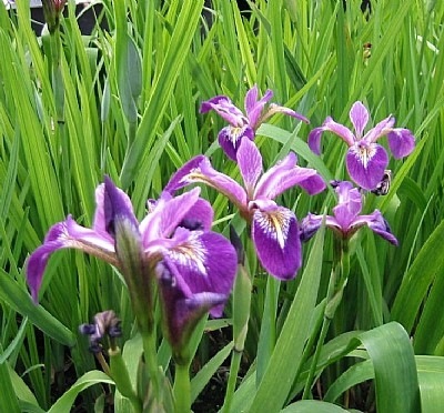 Kosatec Versicolor ´Kermesina´