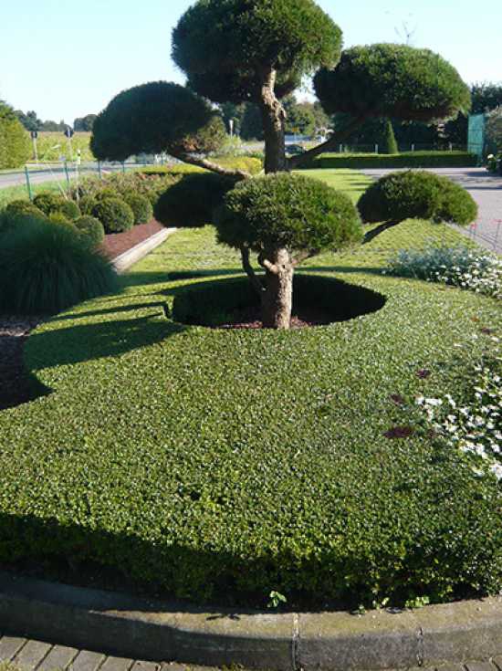 Skalník Dammerov "Skogholm"