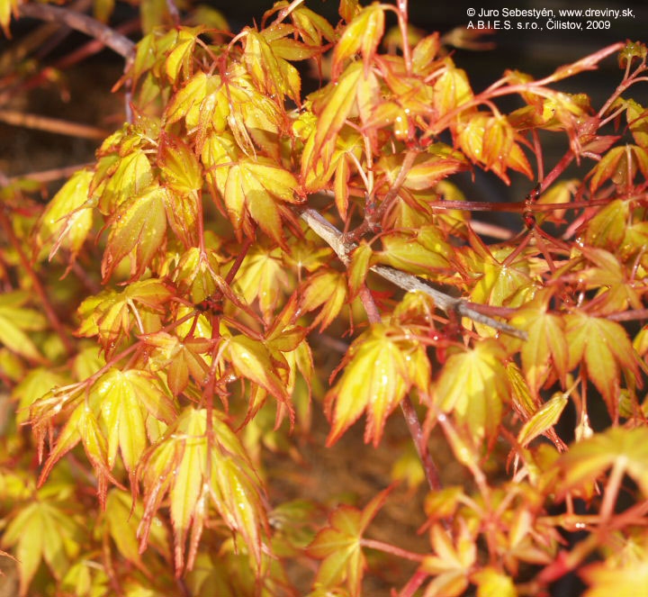 Javor  dlaňovitolistý ´Katsura´