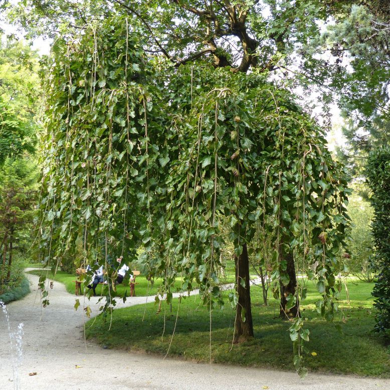 Moruša previslá  (čierne plody) 190cm