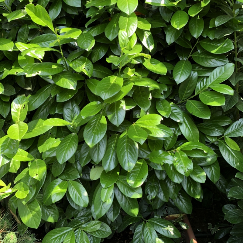 Vavrínovec lekársky ´Novita´ 5L